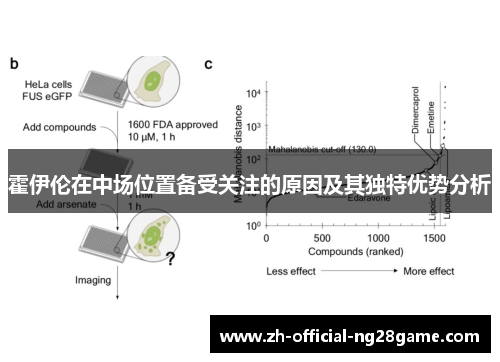 霍伊伦在中场位置备受关注的原因及其独特优势分析 霍伊伦在中场位置备受关注的原因及其独特优势分析